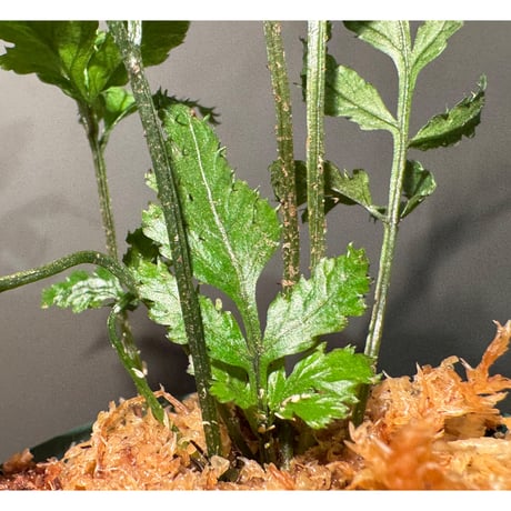 Bolbitis sp. from Siberut [LA 2012年]