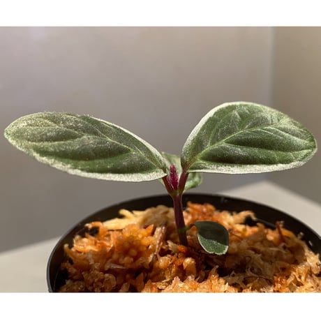 Cosmianthemum bullatum [LA0515-02]