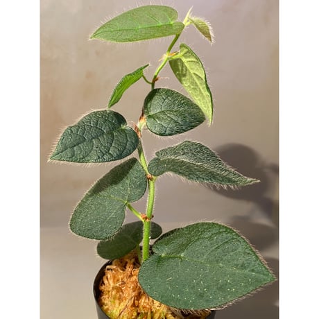 Ficus sp. from Selangor