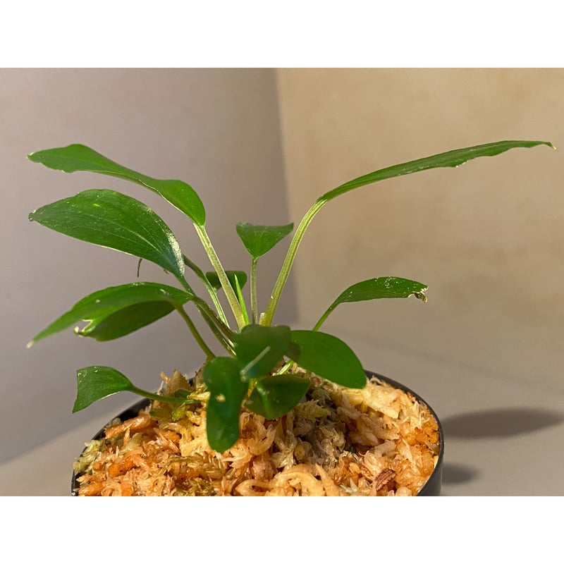 ホマロメナ sp Adei パプア産 カミハタ便 熱帯植物 Homalomena ホマロメナいろいろ - 熱帯魚のmishima