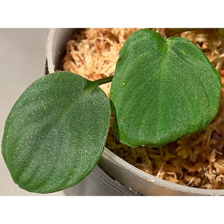 Homalomena sp. from Sumatera Utara [LA0118-02]