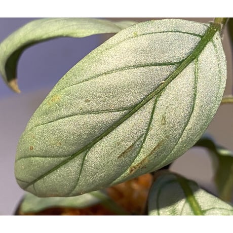 Acanthaceae gen. from Laos [LA]