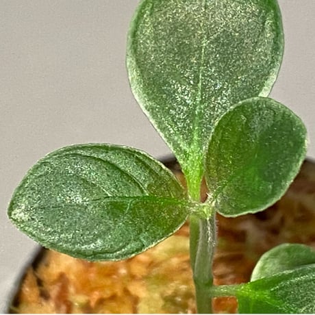 Cosmianthemum bullatum [LA0515-02]