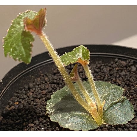 Begonia sp. from Tuyen Quang [YH1117] TK