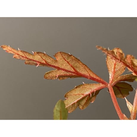 Begonia polilloensis