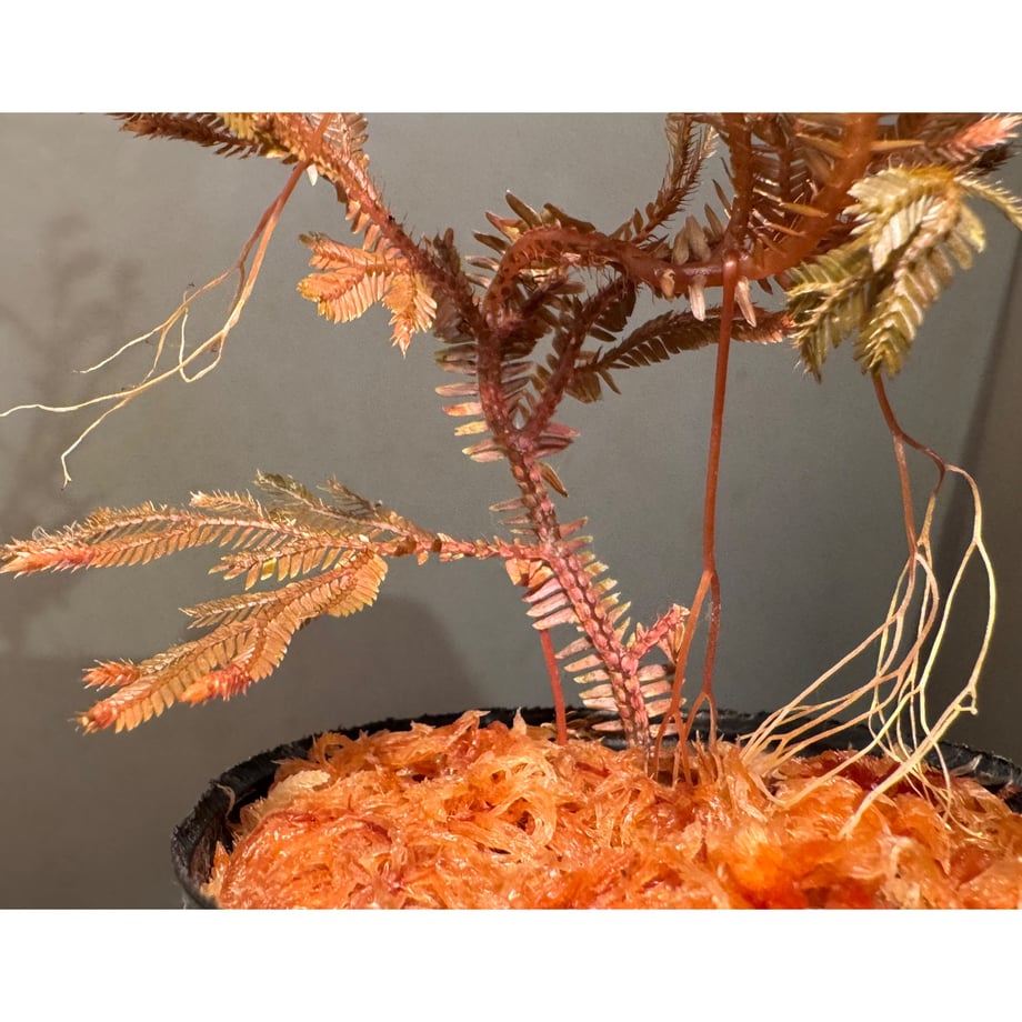 69f1f47d8e3e655701b4acd6