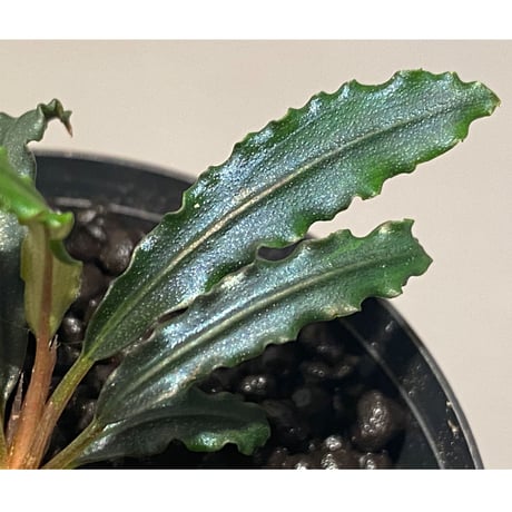 Bucephalandra sp. from "Mangat" [MF0417-2A] ②