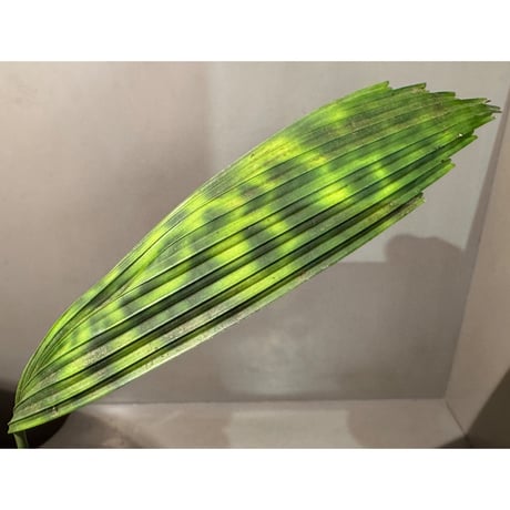 Licuala mattanensis 'Mapu' from Sanggau West Kalimantan ①