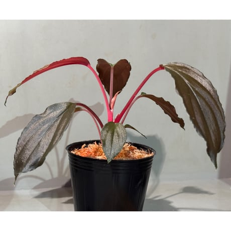 Homalomena sp. "Neon Purple" from Malaysia