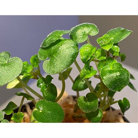 Geophila repens from Iquitos Peru [tanakay]