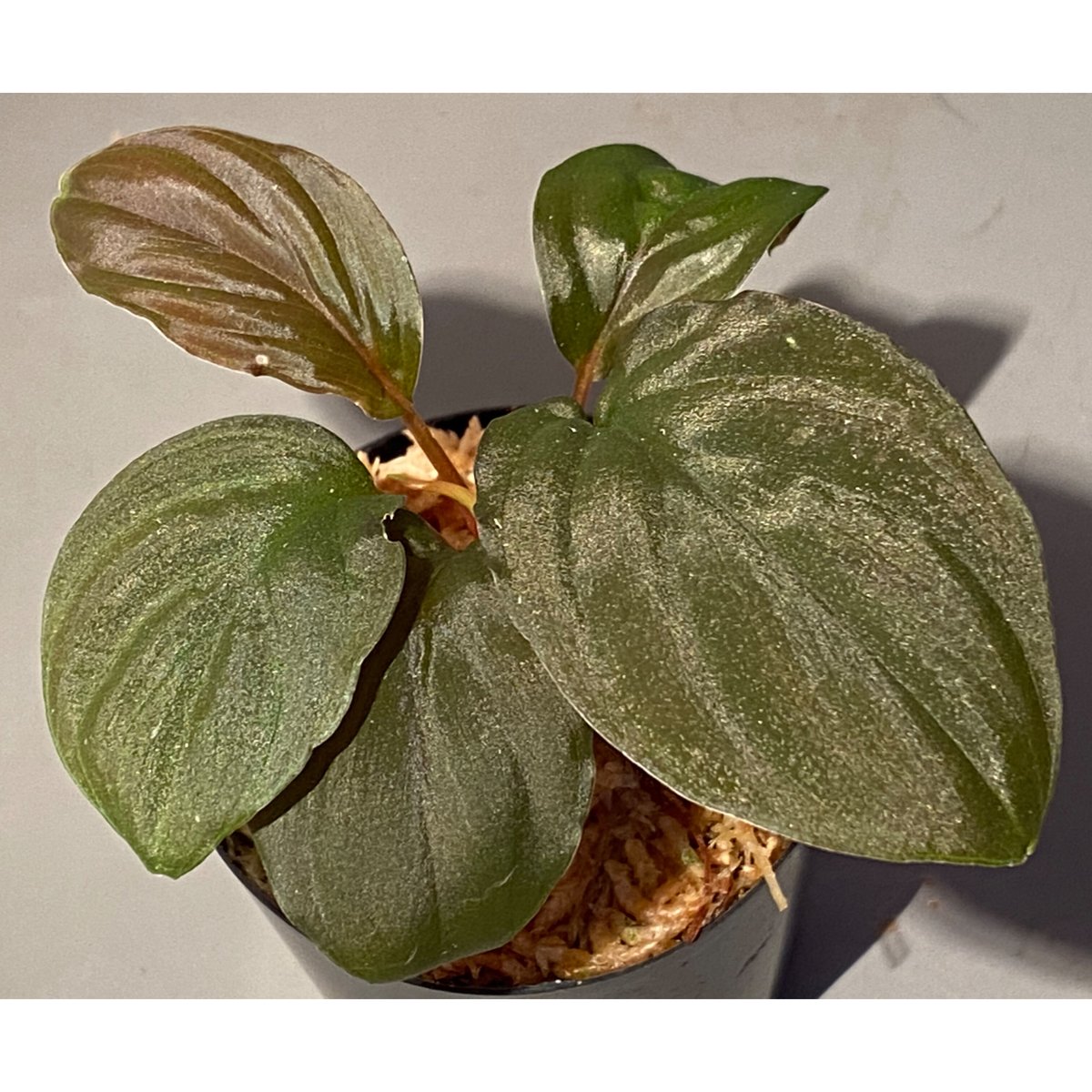 Homalomena from Kalimantan Barat ホマロメナ Homalomena from Kalimantan Barat ホマロメナ