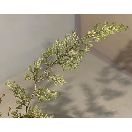 Hymenophyllum sp. from Aceh sumatera