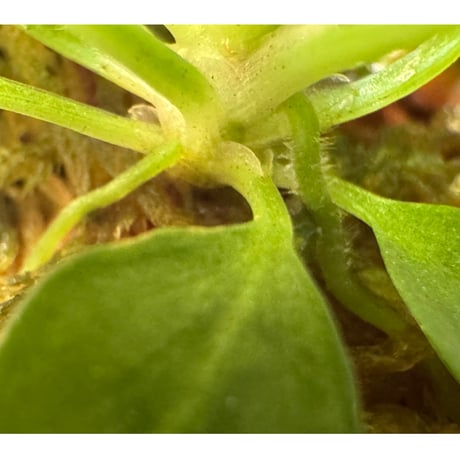 Homalomena sp. "Kayu Lapis" White Kal-barat [TB]