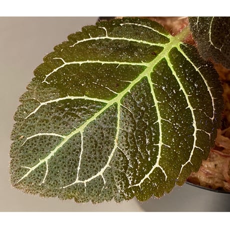 Pearcea hypocyrtiflora from Rio Napo Ecuador [tanakay] 白葉脈