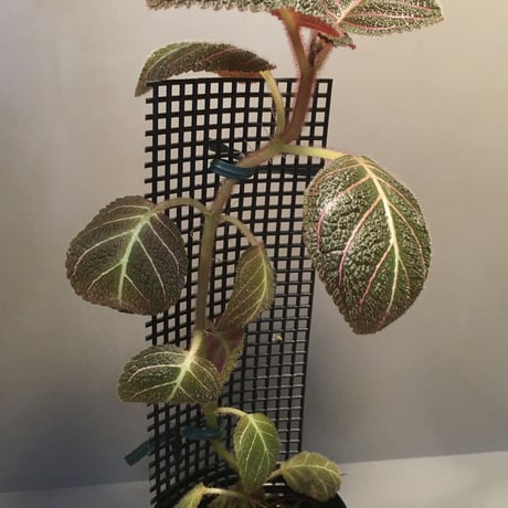 Pearcea hypocyrtiflora from South America
