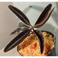 Labisia sp. from Landak West Kalimantan