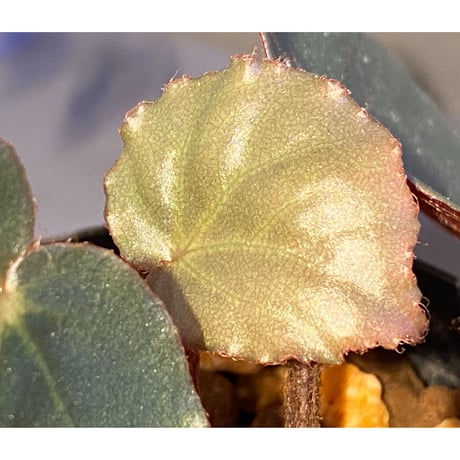 Begonia sp. f1 from Sumatera [NT ORCHID]