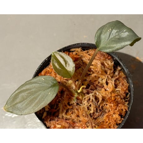 Homalomena sp. from Kayu Hitam [KN1117]