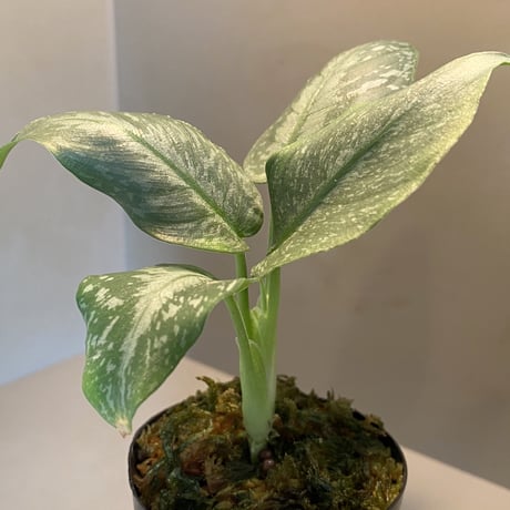 Schismatoglottis Rongisupata from West Kalimantan [KN]
