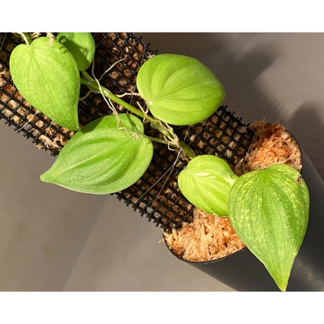 Philodendron sp. from Iquitos Peru [tanakay]