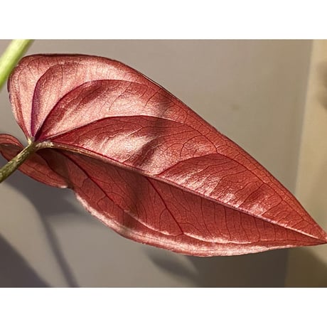 Syngonium sp. from Choco Colombia [tanakay]
