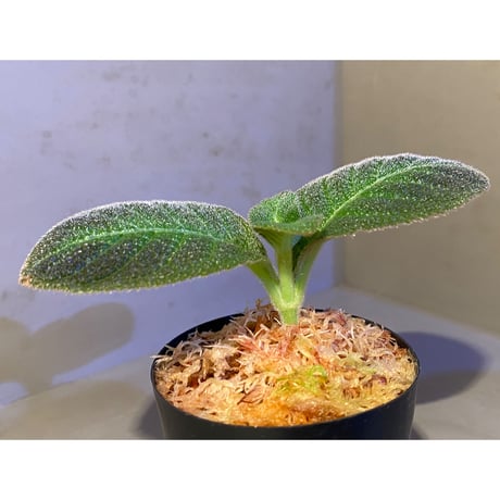 Cyrtandra splendens [LA0515-02]