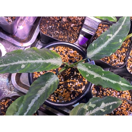 Aglaonema pictum A "しるば〜らいん" from Aceh sumatera [LA1118-06b]