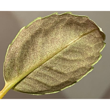 Ardisia sp. from Aceh Selatan [HW0816-03]