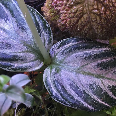 Argostemma bifolium from Bukit Larut [TK130717]