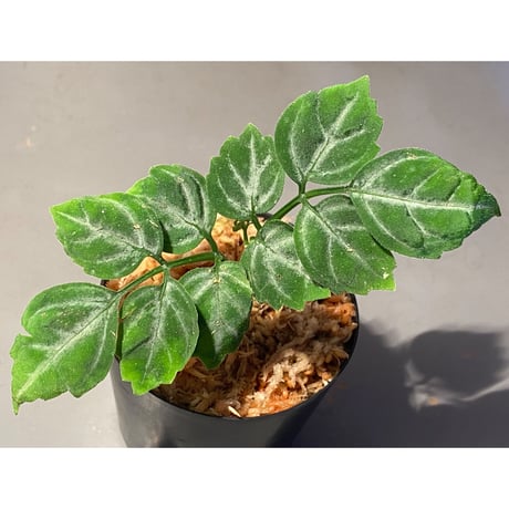 Leea sp. "Green"