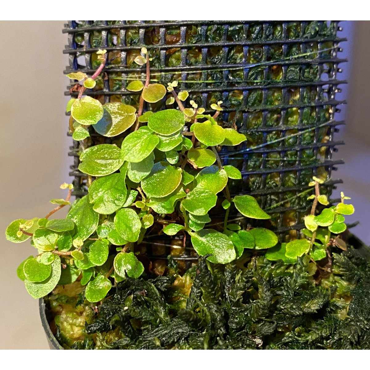 珍種Ficus sp. 'Sumatra'レアフィカスsp.スマトラ産　発根済❗️ Ficus sp. from Aceh sumatera [LA0616-04] | M・R・G・R