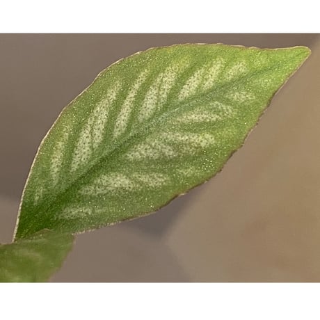 Ardisia sp. from Aceh sumatera [LA]