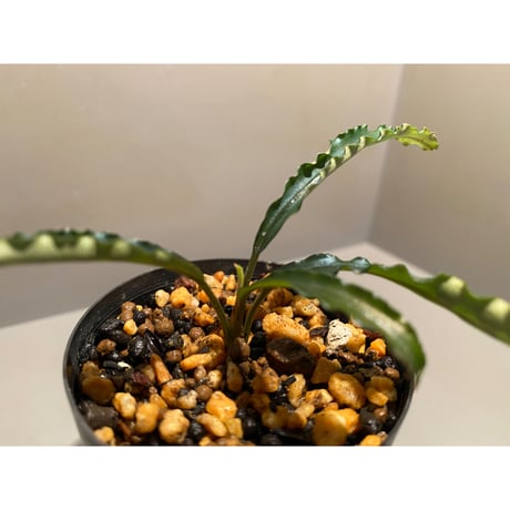 Bucephalandra sp. "MEDUSA"