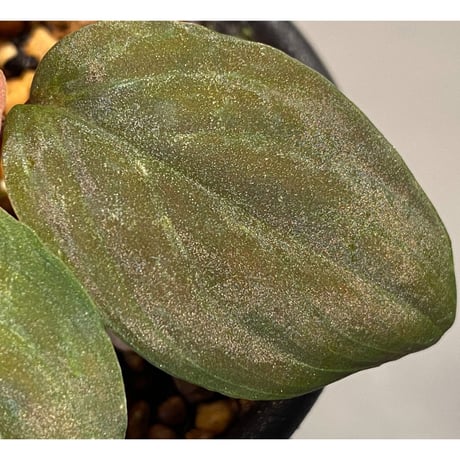 Homalomena sp. from Lundu [TK231017]