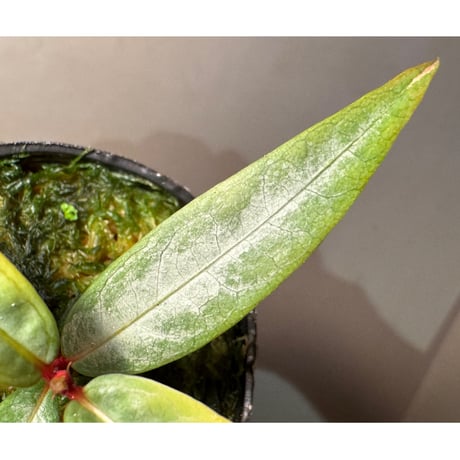 Labisia sp. from "Lebong" Bengkulu [TB]