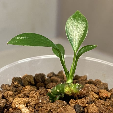 Anubias barteri var.nana (sp.?) "Muyuka Cameroon" 2018年 リオ入荷株 ②