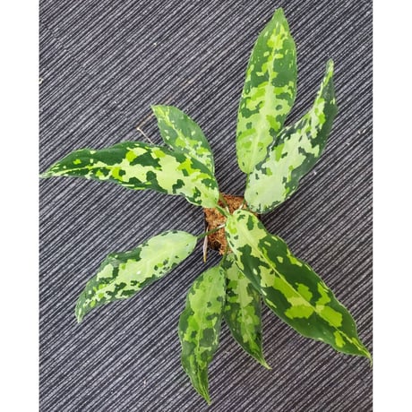 Aglaonema pictum tricolor from Aceh sumatera [LA1218-02b]