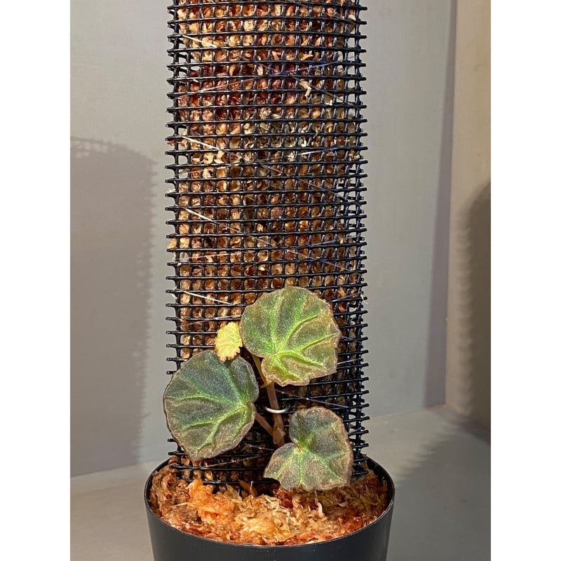 peculiarman　Begonia 5点同梱発送 peculiarman Begonia 5点同梱発送 science room ver. Begonia