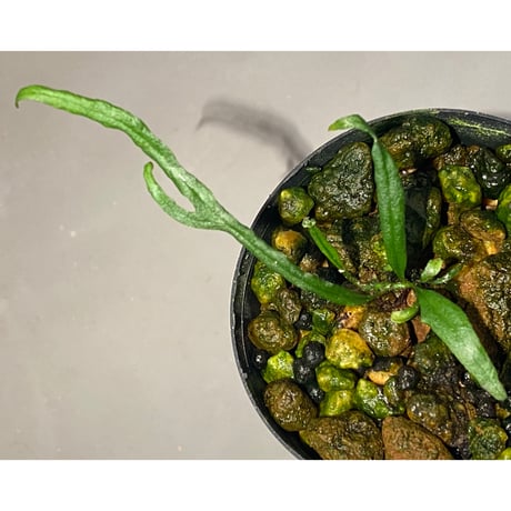 Microsorium sp. from Saripoi [LA0515-02]
