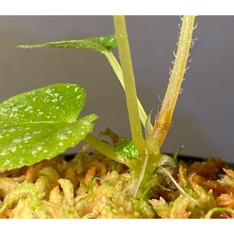 Begonia sp. from Na Hang [YH1118] TK