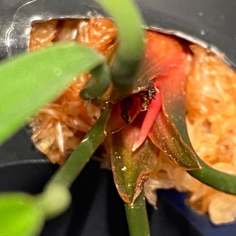 Homalomena anthurioides from "Sumatra utara" [TB]