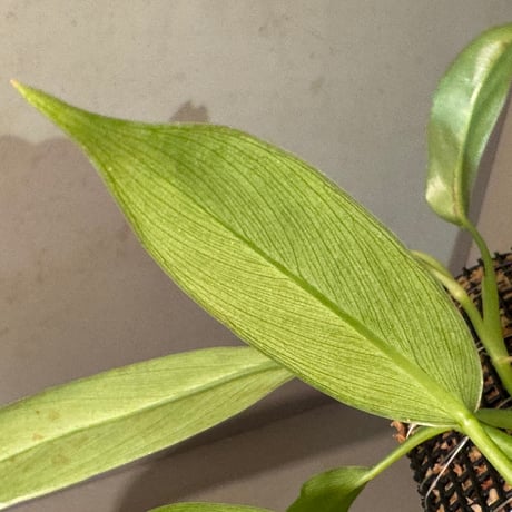 Philodendron sp. from Iquitos Peru [tanakay]