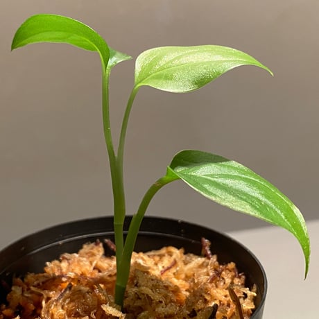 Phylodendron sp. from Iquitos Peru [tanakay]