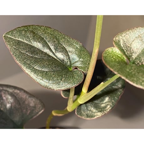 Syngonium sp. from Choco Colombia [tanakay]