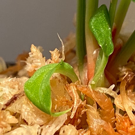Homalomena sp. from Sibolga Utara [HW0818-06j]