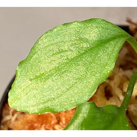 Homalomena sp. "Silver Bullet GG" from P.Linga [AZ0917-1]