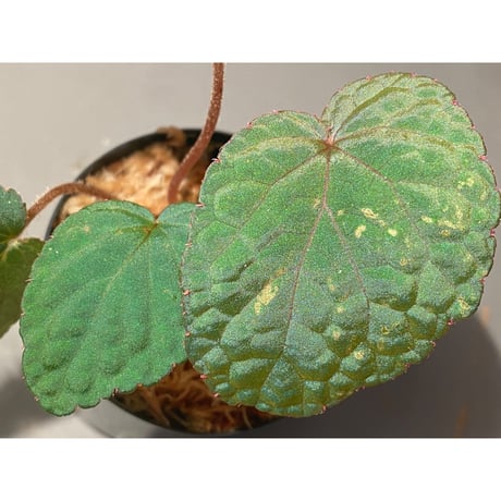 Begonia sp. from Bac Kan [YH1117] TK
