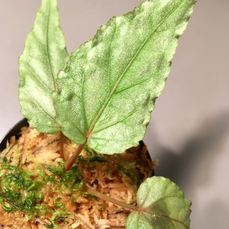 Begonia sp. from Malay [HA]
