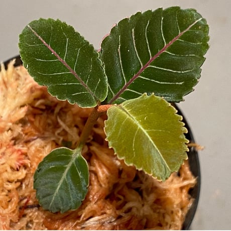 Labisia sp. from Riau Sumatera