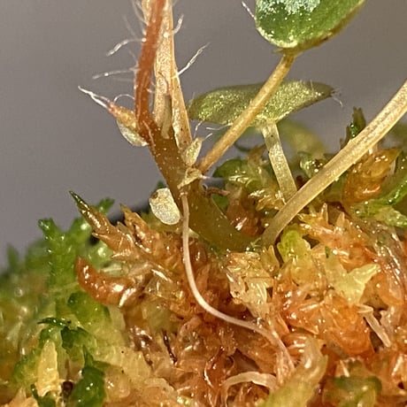 Begonia cf. ferox from Cao Bang [YH040519BK] TK